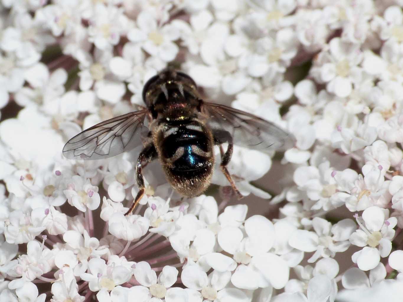 Tachinidae? No. Syrphidae: femmina di Eumerus sp.